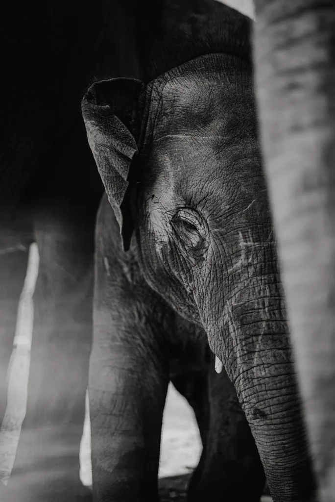 Chang mai- Audrey Ravache Photographie 18